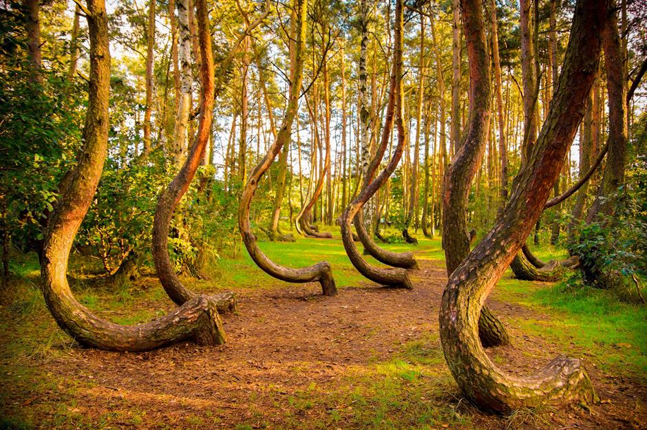 Crooked Forest 1930 - 1945