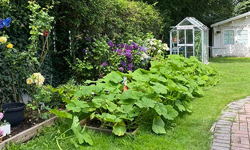 Allotment Harvests